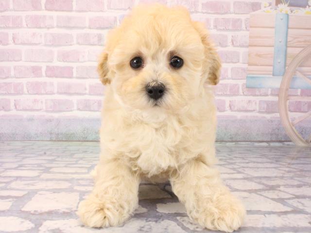 兵庫県のトイプードル(トイ) (Coo&RIKU伊丹店/2025年12月12日生まれ/男の子/ペールフォーン)の子犬の1枚目の画像