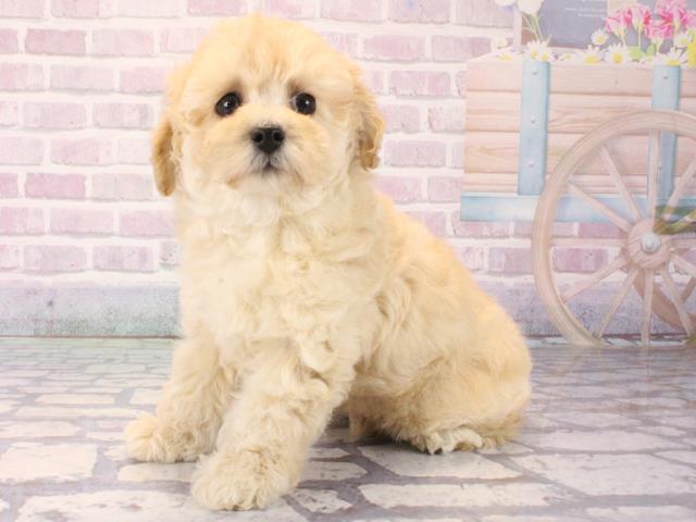 兵庫県のトイプードル(トイ) (Coo&RIKU伊丹店/2025年12月12日生まれ/男の子/ペールフォーン)の子犬の3枚目の画像