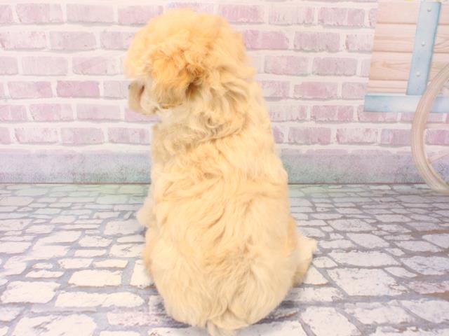 兵庫県のトイプードル(トイ) (Coo&RIKU伊丹店/2025年12月12日生まれ/男の子/ペールフォーン)の子犬の4枚目の画像