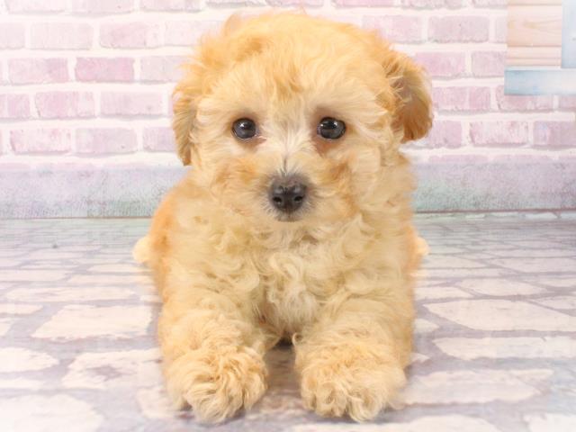 大阪府のトイプードル(トイ) (Coo&RIKU梅田店/2025年12月12日生まれ/男の子/オレンジフォーン)の子犬の1枚目の画像