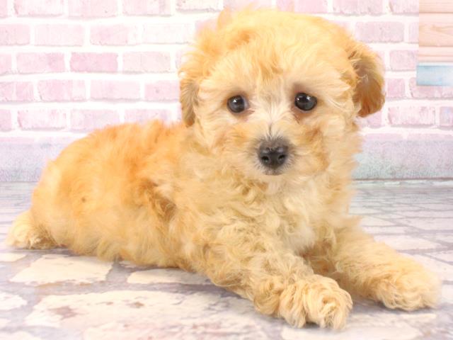 大阪府のトイプードル(トイ) (Coo&RIKU梅田店/2025年12月12日生まれ/男の子/オレンジフォーン)の子犬の2枚目の画像