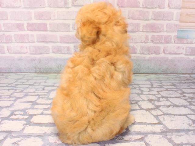 大阪府のトイプードル(トイ) (Coo&RIKU梅田店/2025年12月12日生まれ/男の子/オレンジフォーン)の子犬の4枚目の画像