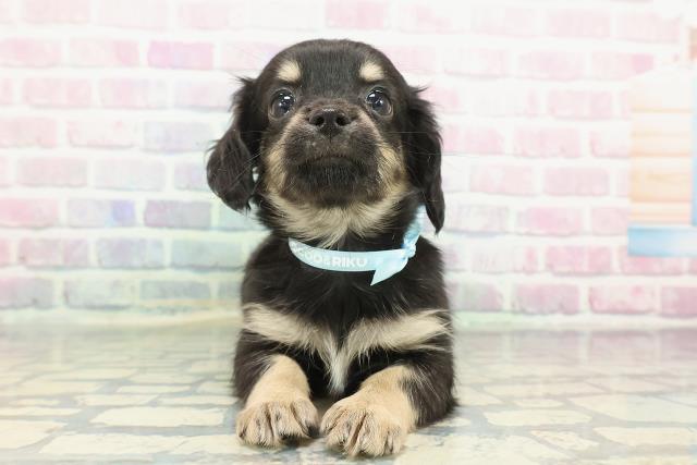 新潟県のチワックス(チワワ×ダックス) (Coo&RIKUイオンモール新発田店/2025年12月14日生まれ/男の子/ブラックイエロー)の子犬の1枚目の画像