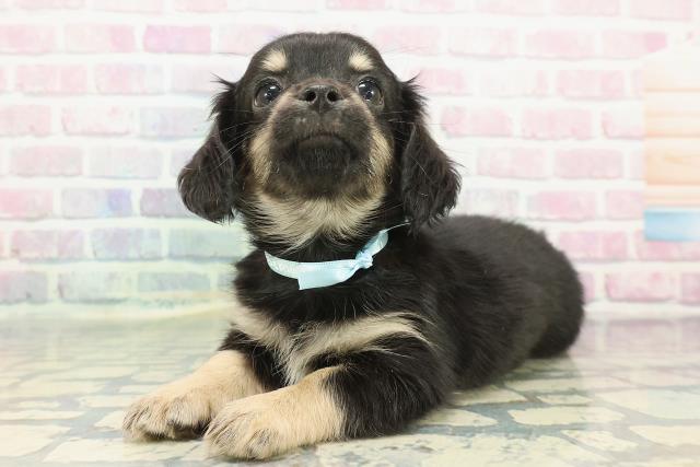 新潟県のチワックス(チワワ×ダックス) (Coo&RIKUイオンモール新発田店/2025年12月14日生まれ/男の子/ブラックイエロー)の子犬の2枚目の画像