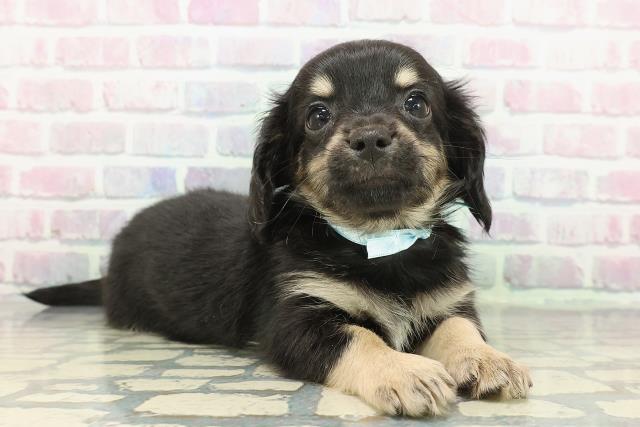 新潟県のチワックス(チワワ×ダックス) (Coo&RIKUイオンモール新発田店/2025年12月14日生まれ/男の子/ブラックイエロー)の子犬の3枚目の画像