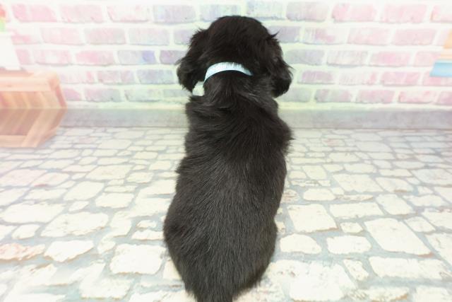 新潟県のチワックス(チワワ×ダックス) (Coo&RIKUイオンモール新発田店/2025年12月14日生まれ/男の子/ブラックイエロー)の子犬の4枚目の画像