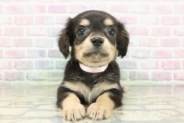 茨城県のチワックス(チワワ×ダックス) (Coo&RIKU筑西店/2025年12月14日生まれ/女の子/ブラックイエロー)の子犬の1枚目の画像