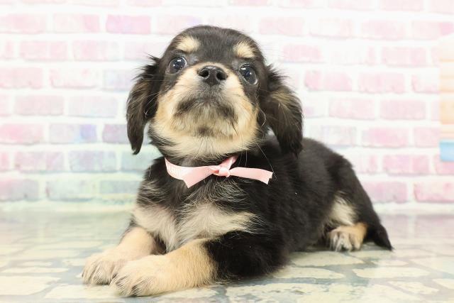 茨城県のチワックス(チワワ×ダックス) (Coo&RIKU筑西店/2025年12月14日生まれ/女の子/ブラックイエロー)の子犬の2枚目の画像