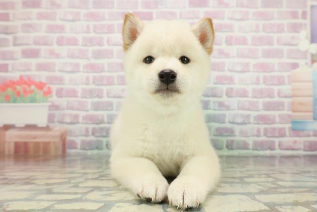 新潟県の柴犬(標準サイズ) (Coo&RIKUイオンモール新発田店/2025年12月16日生まれ/男の子/白)の子犬の1枚目の画像