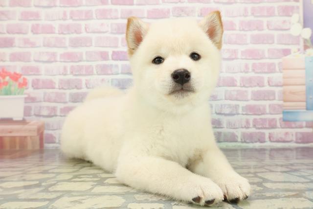 新潟県の柴犬(標準サイズ) (Coo&RIKUイオンモール新発田店/2025年12月16日生まれ/男の子/白)の子犬の3枚目の画像