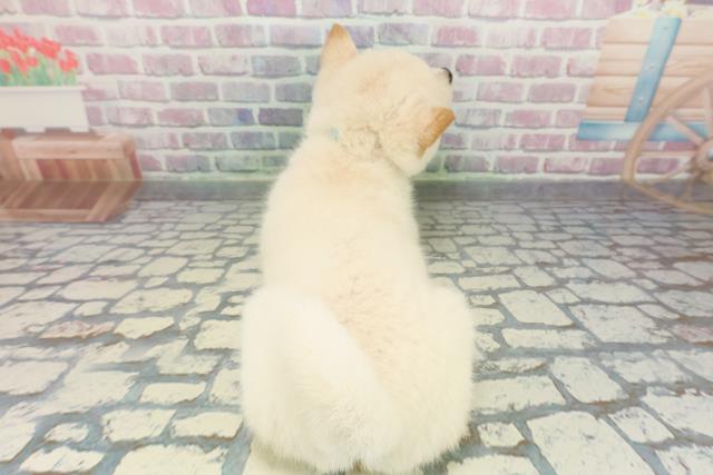 新潟県の柴犬(標準サイズ) (Coo&RIKUイオンモール新発田店/2025年12月16日生まれ/男の子/白)の子犬の4枚目の画像