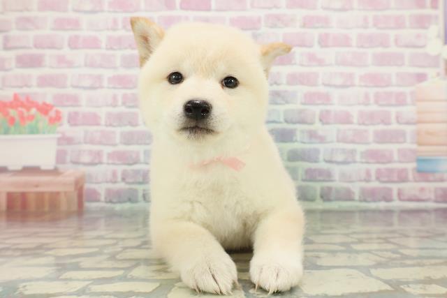 広島県の柴犬(標準サイズ) (Coo&RIKU福山店/2025年12月16日生まれ/女の子/白)の子犬の1枚目の画像