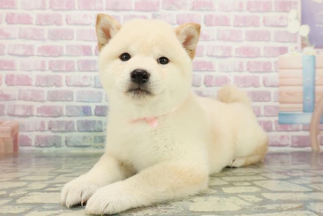 広島県の柴犬(標準サイズ) (Coo&RIKU福山店/2025年12月16日生まれ/女の子/白)の子犬の2枚目の画像