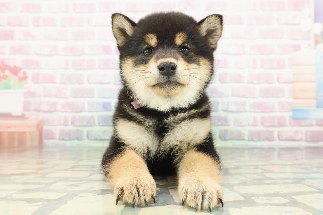 千葉県の柴犬(標準サイズ) (Coo&RIKU東金店/2025年12月16日生まれ/女の子/黒)の子犬の1枚目の画像