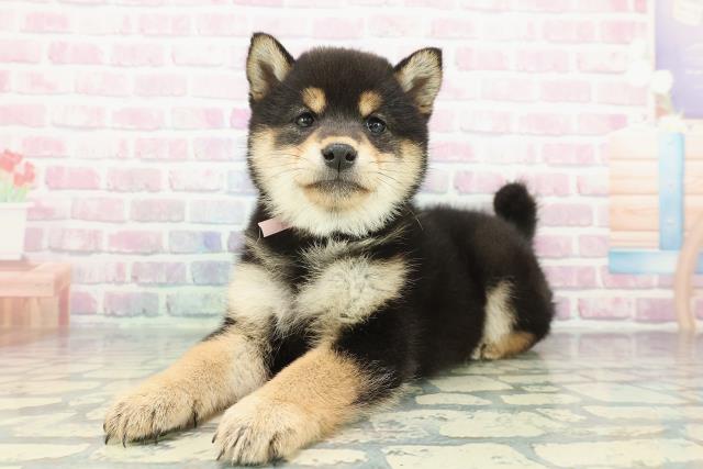 千葉県の柴犬(標準サイズ) (Coo&RIKU東金店/2025年12月16日生まれ/女の子/黒)の子犬の2枚目の画像