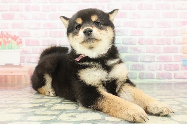 千葉県の柴犬(標準サイズ) (Coo&RIKU東金店/2025年12月16日生まれ/女の子/黒)の子犬の3枚目の画像