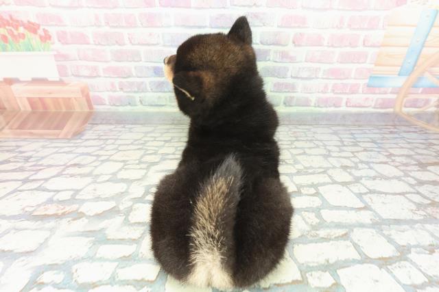 千葉県の柴犬(標準サイズ) (Coo&RIKU東金店/2025年12月16日生まれ/女の子/黒)の子犬の4枚目の画像