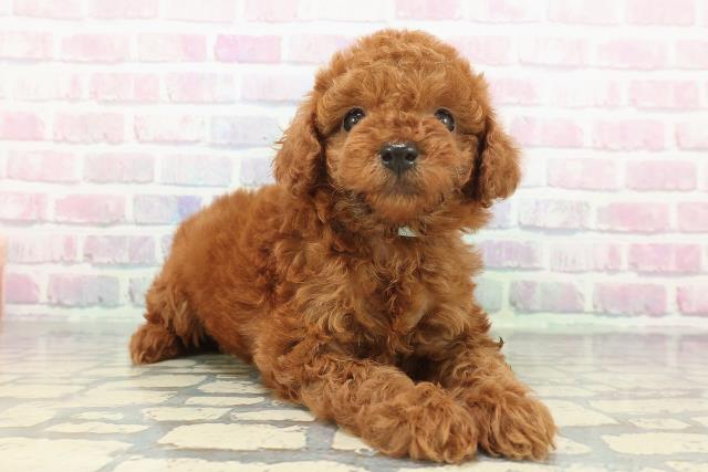 群馬県のトイプードル(トイ) (Coo&RIKU藤岡店/2025年12月15日生まれ/男の子/レッド)の子犬の3枚目の画像