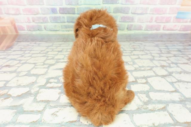 群馬県のトイプードル(トイ) (Coo&RIKU藤岡店/2025年12月15日生まれ/男の子/レッド)の子犬の4枚目の画像