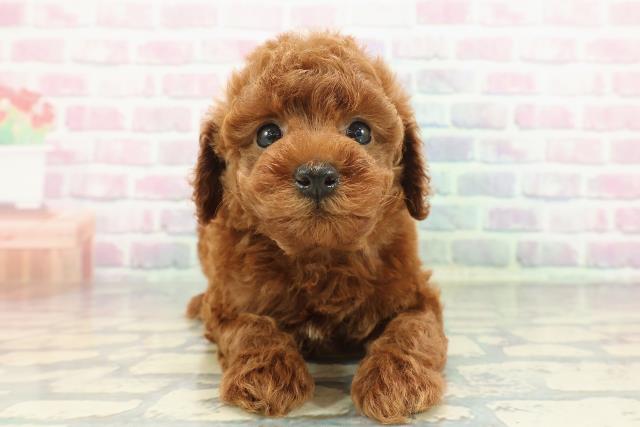 群馬県のトイプードル(トイ) (Coo&RIKUDCM館林店/2025年12月15日生まれ/男の子/レッド)の子犬の1枚目の画像