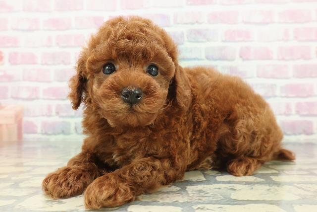 群馬県のトイプードル(トイ) (Coo&RIKUDCM館林店/2025年12月15日生まれ/男の子/レッド)の子犬の2枚目の画像