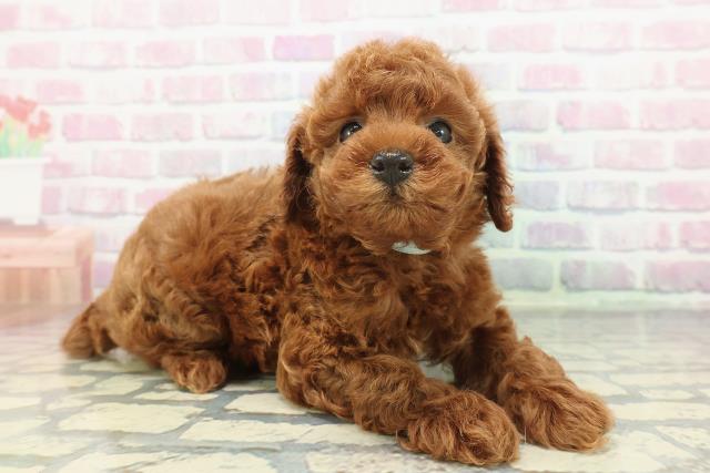 群馬県のトイプードル(トイ) (Coo&RIKUDCM館林店/2025年12月15日生まれ/男の子/レッド)の子犬の3枚目の画像