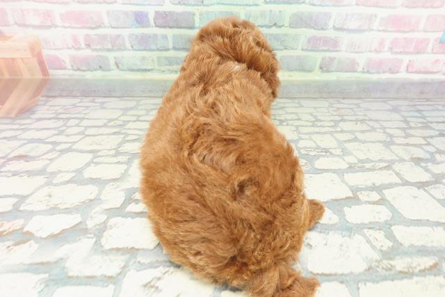 群馬県のトイプードル(トイ) (Coo&RIKUDCM館林店/2025年12月15日生まれ/男の子/レッド)の子犬の4枚目の画像