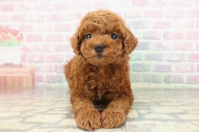 埼玉県のトイプードル(トイ) (Coo&RIKU綿半坂戸店/2025年12月15日生まれ/女の子/レッド)の子犬の1枚目の画像