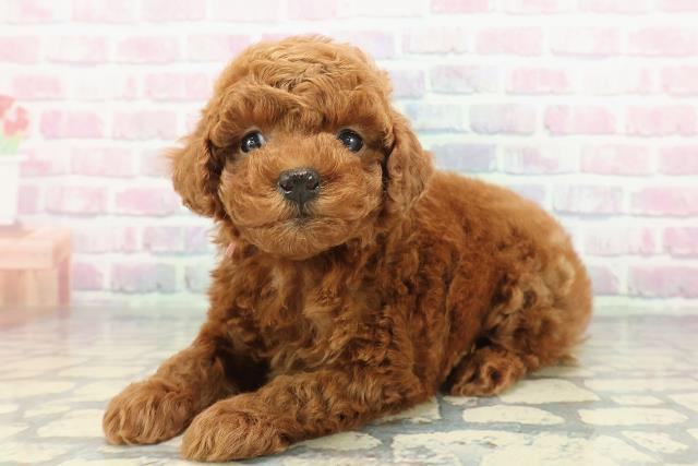 埼玉県のトイプードル(トイ) (Coo&RIKU綿半坂戸店/2025年12月15日生まれ/女の子/レッド)の子犬の2枚目の画像