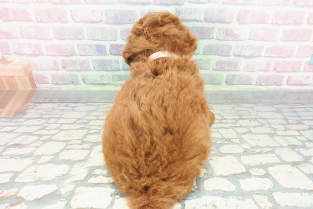 埼玉県のトイプードル(トイ) (Coo&RIKU綿半坂戸店/2025年12月15日生まれ/女の子/レッド)の子犬の4枚目の画像