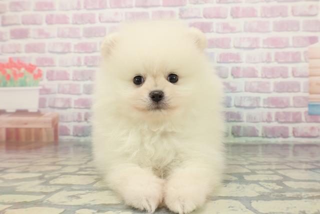 広島県のポメラニアン (Coo&RIKU福山店/2025年12月16日生まれ/男の子/クリーム)の子犬の1枚目の画像