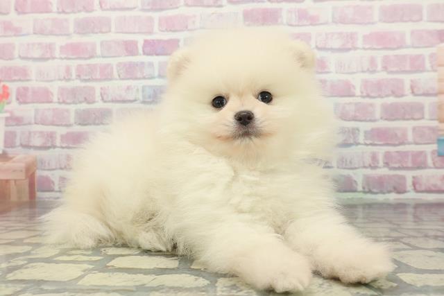 広島県のポメラニアン (Coo&RIKU福山店/2025年12月16日生まれ/男の子/クリーム)の子犬の3枚目の画像