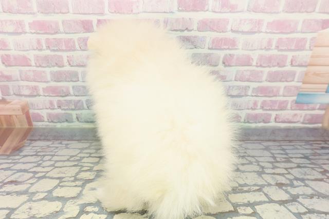 広島県のポメラニアン (Coo&RIKU福山店/2025年12月16日生まれ/男の子/クリーム)の子犬の4枚目の画像