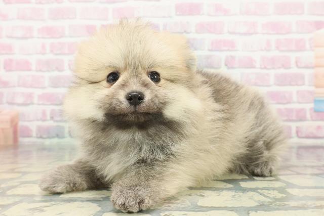 山口県のポメラニアン (Coo&RIKUサンパークあじす店/2025年12月15日生まれ/男の子/オレンジ)の子犬の2枚目の画像