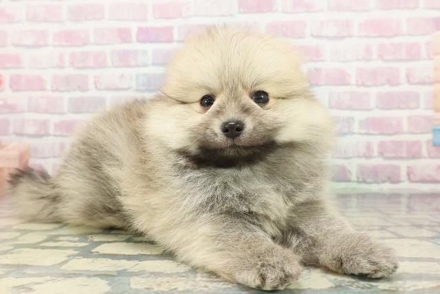 山口県のポメラニアン (Coo&RIKUサンパークあじす店/2025年12月15日生まれ/男の子/オレンジ)の子犬の3枚目の画像