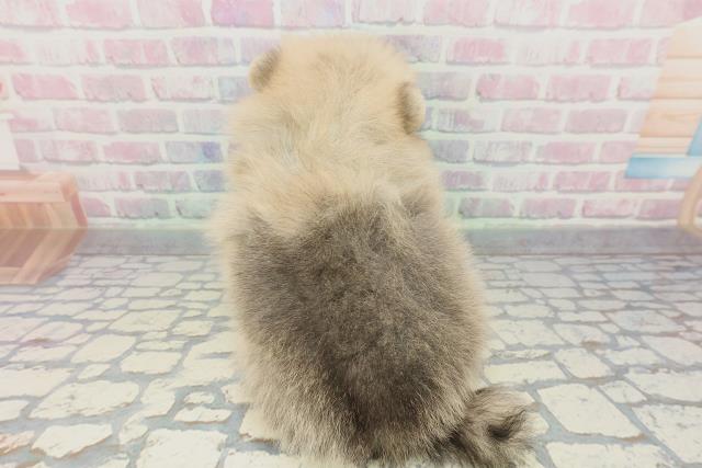 山口県のポメラニアン (Coo&RIKUサンパークあじす店/2025年12月15日生まれ/男の子/オレンジ)の子犬の4枚目の画像