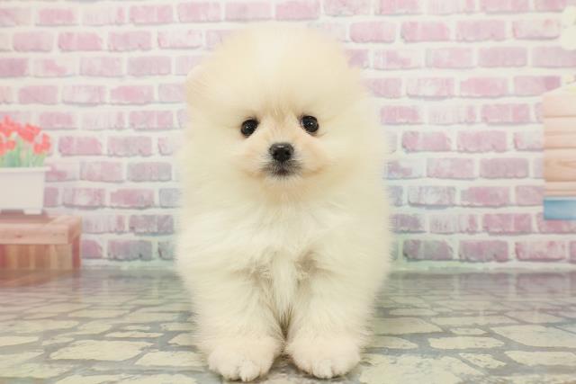 静岡県のポメラニアン (Coo&RIKU浜松店/2025年12月15日生まれ/男の子/クリーム)の子犬の1枚目の画像