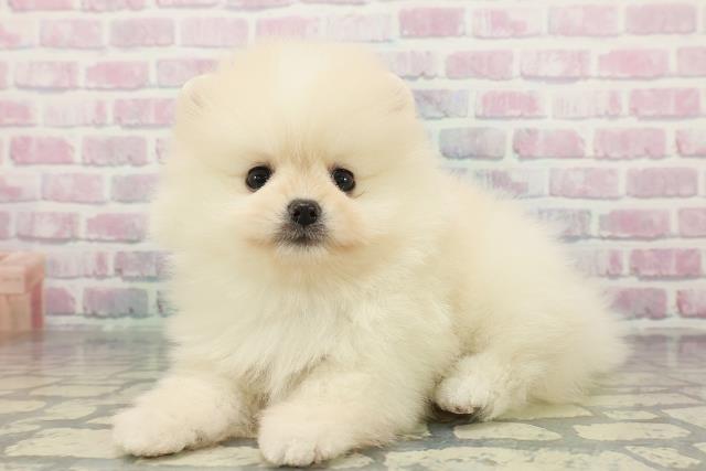 静岡県のポメラニアン (Coo&RIKU浜松店/2025年12月15日生まれ/男の子/クリーム)の子犬の2枚目の画像