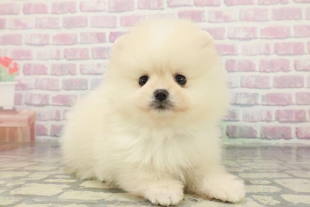 静岡県のポメラニアン (Coo&RIKU浜松店/2025年12月15日生まれ/男の子/クリーム)の子犬の3枚目の画像