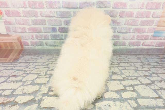 静岡県のポメラニアン (Coo&RIKU浜松店/2025年12月15日生まれ/男の子/クリーム)の子犬の4枚目の画像