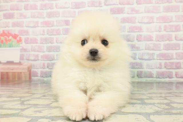 千葉県のポメラニアン (Coo&RIKUコメリパワー旭店/2025年12月15日生まれ/男の子/クリーム)の子犬の1枚目の画像