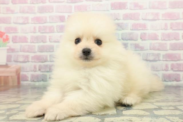 千葉県のポメラニアン (Coo&RIKUコメリパワー旭店/2025年12月15日生まれ/男の子/クリーム)の子犬の2枚目の画像