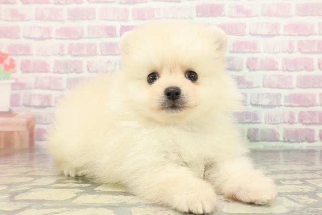 千葉県のポメラニアン (Coo&RIKUコメリパワー旭店/2025年12月15日生まれ/男の子/クリーム)の子犬の3枚目の画像