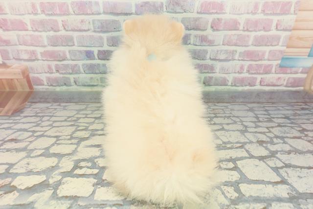 千葉県のポメラニアン (Coo&RIKUコメリパワー旭店/2025年12月15日生まれ/男の子/クリーム)の子犬の4枚目の画像