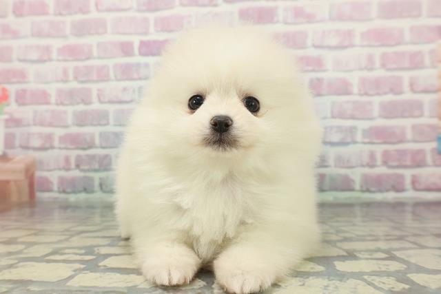 島根県のポメラニアン (Coo&RIKU出雲店/2025年12月15日生まれ/女の子/クリーム)の子犬の1枚目の画像