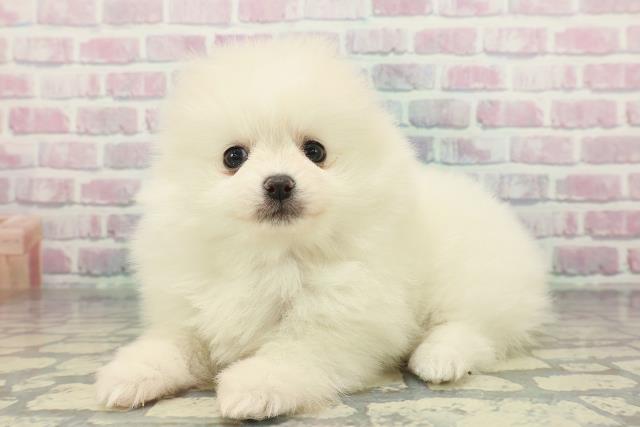 島根県のポメラニアン (Coo&RIKU出雲店/2025年12月15日生まれ/女の子/クリーム)の子犬の2枚目の画像