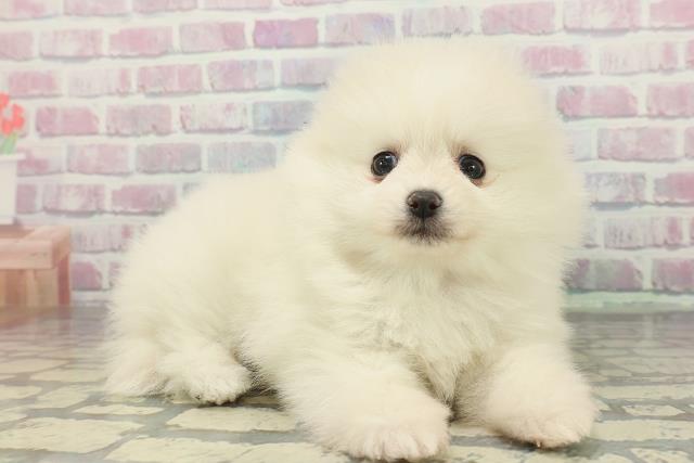 島根県のポメラニアン (Coo&RIKU出雲店/2025年12月15日生まれ/女の子/クリーム)の子犬の3枚目の画像