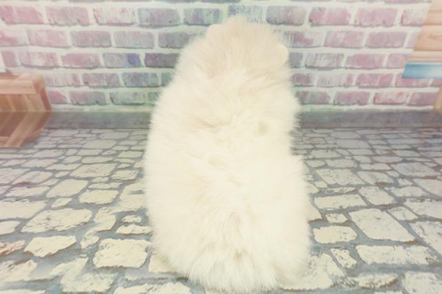 島根県のポメラニアン (Coo&RIKU出雲店/2025年12月15日生まれ/女の子/クリーム)の子犬の4枚目の画像