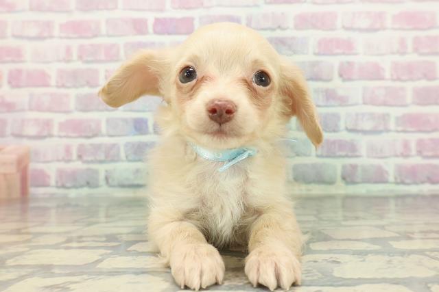 長野県のチワックス(チワワ×ダックス) (Coo&RIKU松本店/2025年12月1日生まれ/男の子/イエロー)の子犬の1枚目の画像