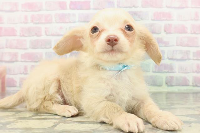 長野県のチワックス(チワワ×ダックス) (Coo&RIKU松本店/2025年12月1日生まれ/男の子/イエロー)の子犬の3枚目の画像